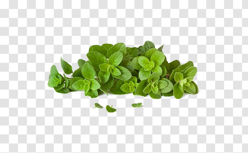 Flower Plant Leaf Green Aquarium Decor - Oregano Marjoram Transparent PNG