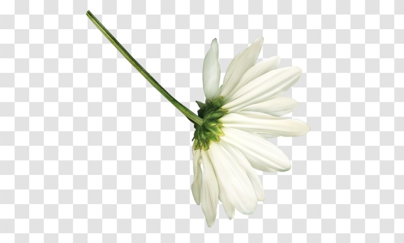 Common Daisy Petal Chamomile Family Cut Flowers - Plant Stem Transparent PNG