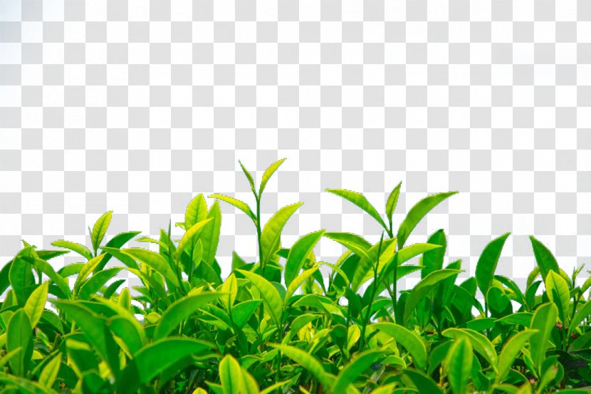 Green Tea Camellia Sinensis - Leaf Transparent PNG