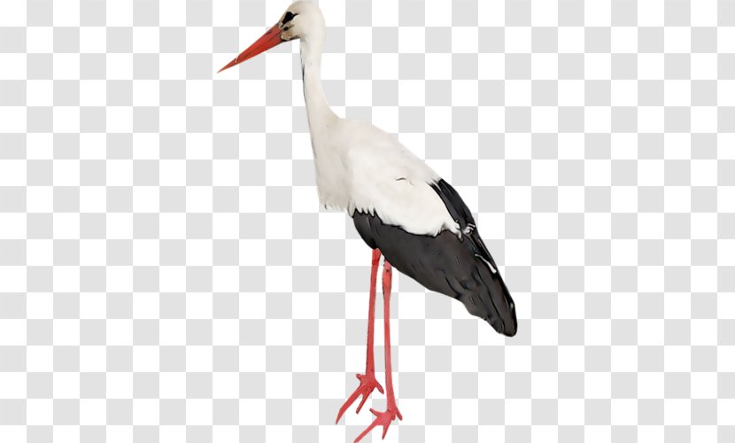 White Stork Bird Wader Beak Transparent PNG