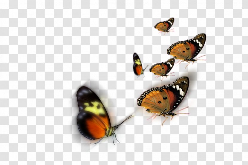 Butterfly Insect - Organism - Photoshop Transparent PNG