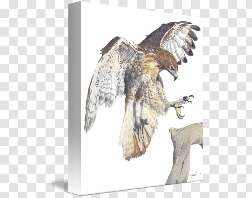 Eagle Red-tailed Hawk Drawing Art - Imagekind Transparent PNG
