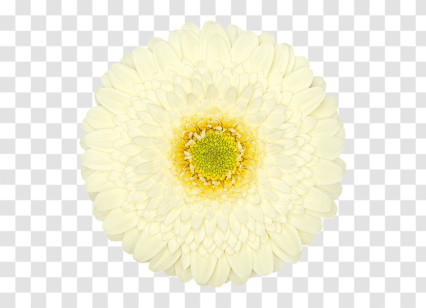 Transvaal Daisy Chrysanthemum Cut Flowers Petal - Flower Transparent PNG