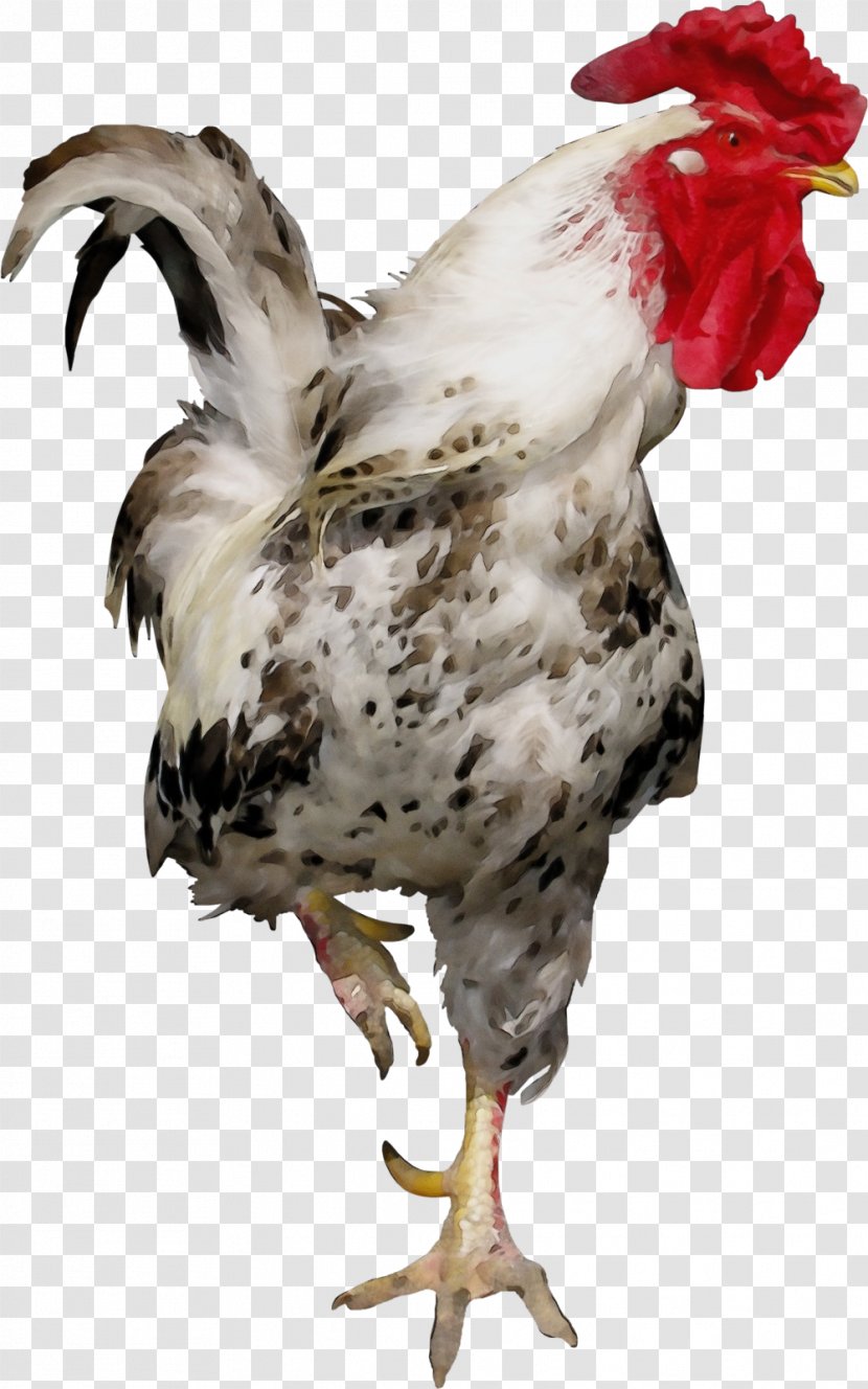 Chicken Bird Rooster Beak Comb - Paint - Wing Livestock Transparent PNG