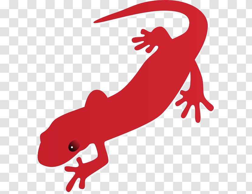 Salamander Newt Clip Art - Red Transparent PNG