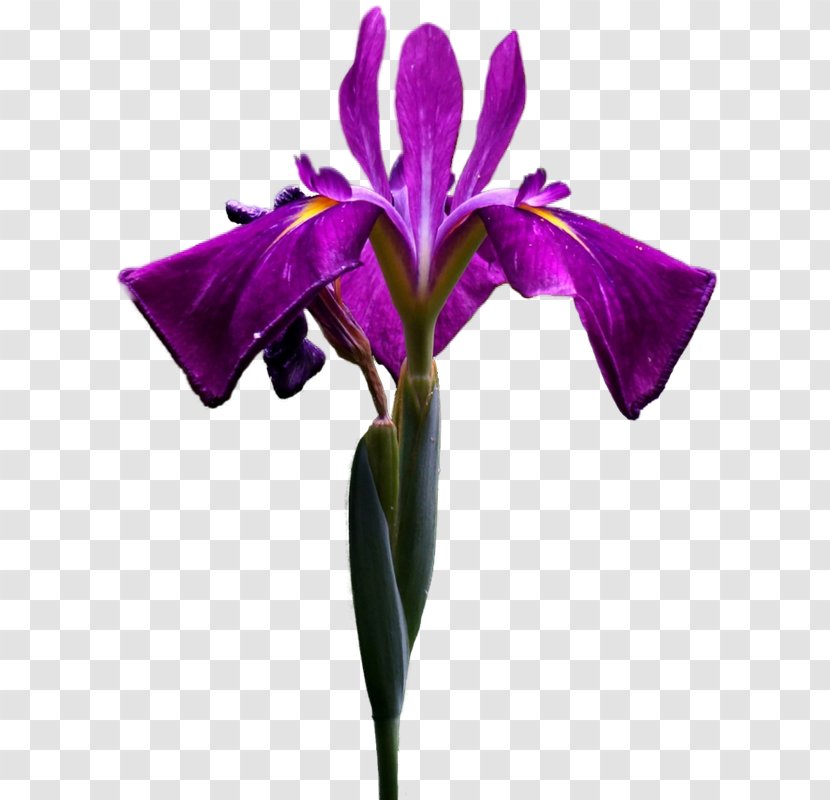 Irises Flower Чёрные глаза О, эти черные Clip Art - Purple - Iris Transparent PNG