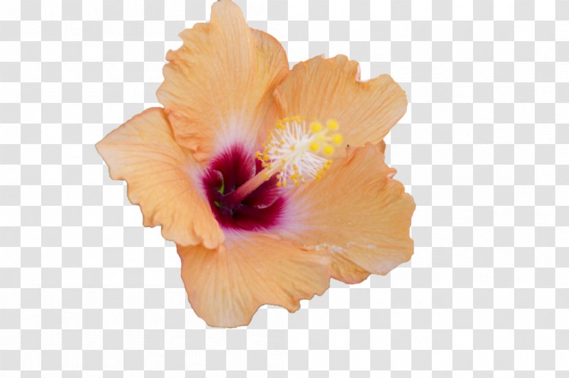 Mallows Hibiscus Flower - Chinese Transparent PNG
