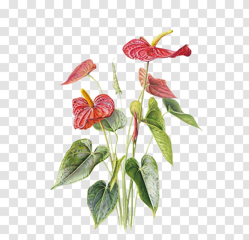 Anthurium Andraeanum Paper Drawing Flower Illustration - Leaf - Free Potted Red Pull Material Transparent PNG