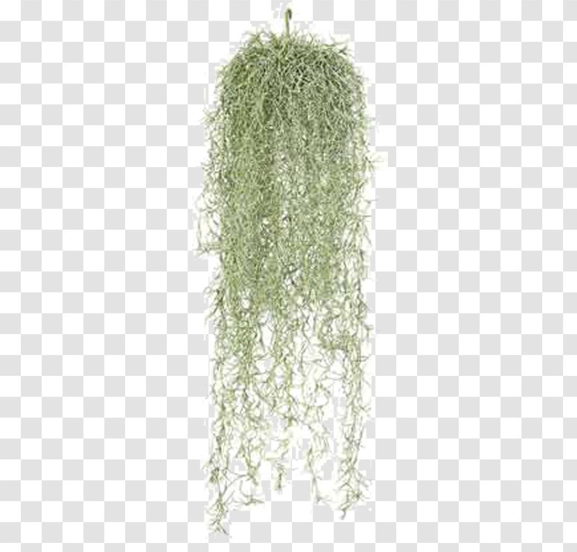 Spanish Moss Tree Plant Vine Leaf - Technology - Cobweb Transparent PNG