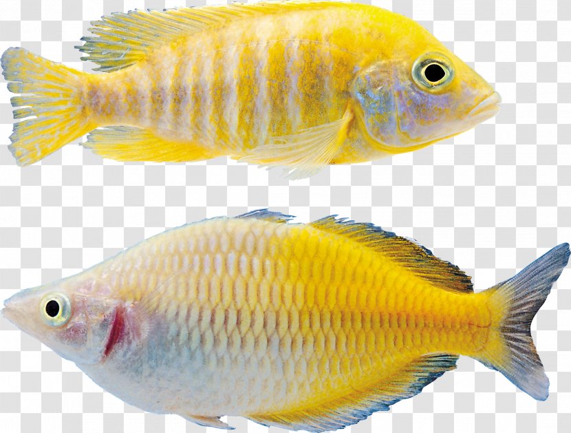 Goldfish Icon - Aquariums - Fish Transparent PNG