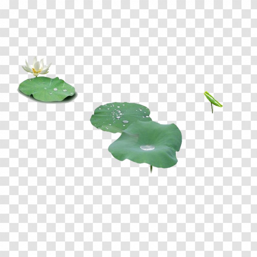 Nelumbo Nucifera Computer File - Grass - Small White Lotus And Leaf Transparent PNG