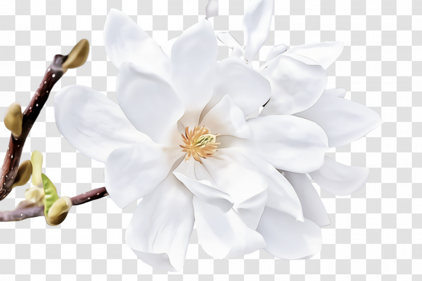White Petal Flower Plant Blossom Transparent PNG