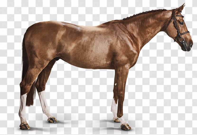 Bashkir Horse Belgian Warmblood Curly - Equine Metabolic Syndrome - Sperma Transparent PNG