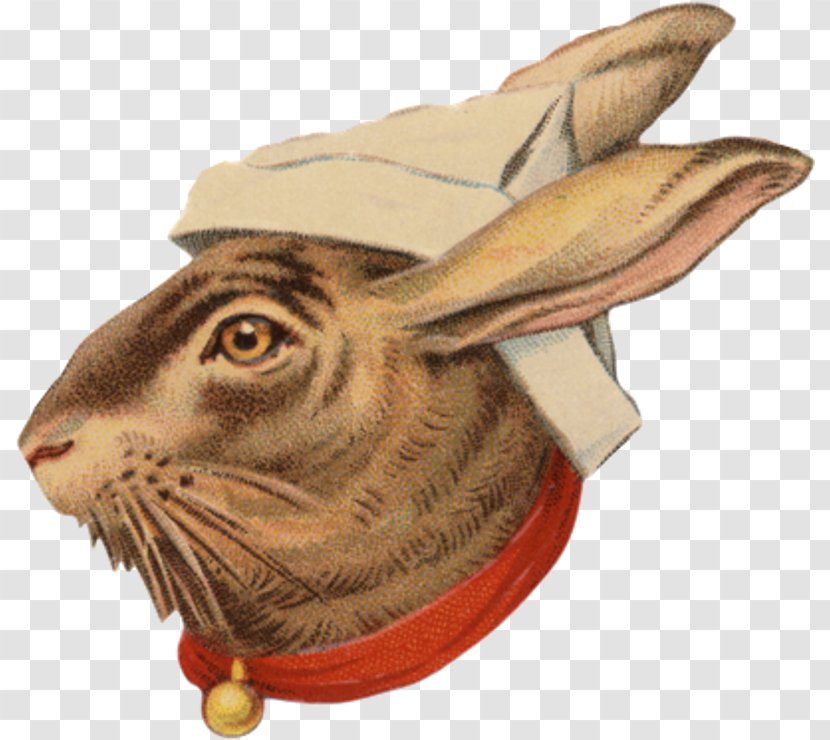 Hare Fauna Snout Transparent PNG