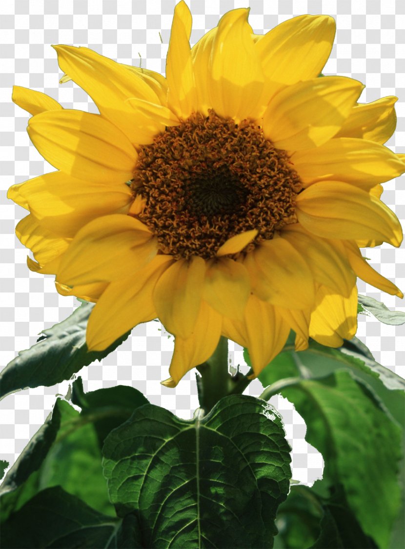 Common Sunflower Seed Oil Annual Plant - Flower Transparent PNG