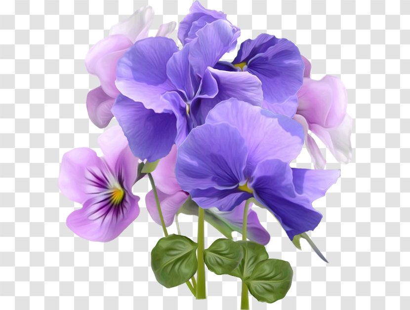 Flower Violet Desktop Wallpaper Purple - Plant - Blue And Morning Glory Transparent PNG