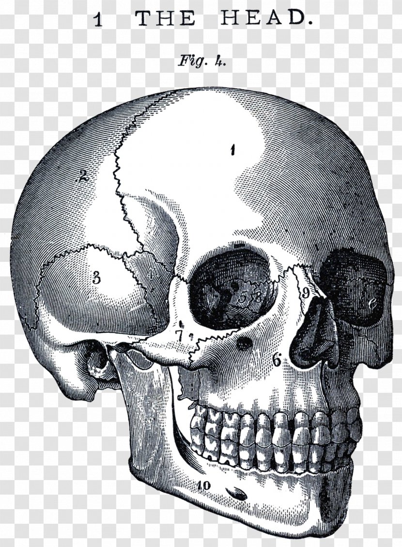 Skull Anatomy Neurocranium Human Body Clip Art - Facial Skeleton - Life And Death Transparent PNG