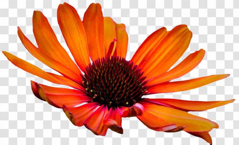 Coneflower Petal Poppy Cut Flowers - Echinacea Transparent PNG