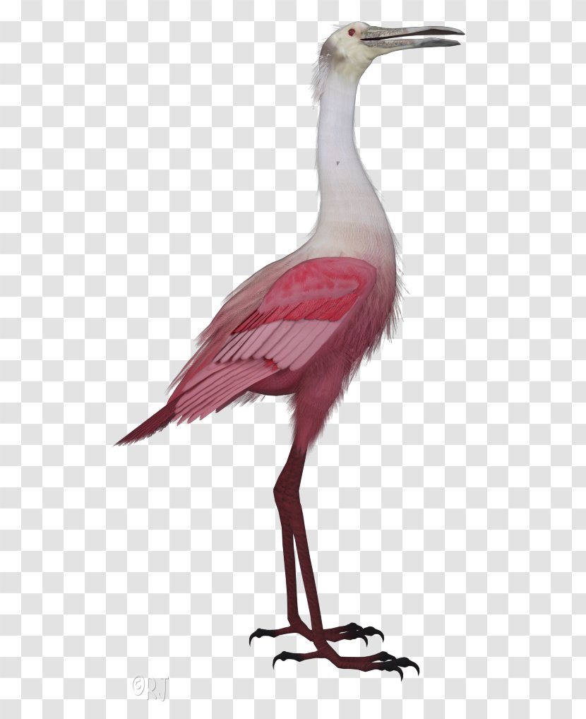 Crane Bird - Wildlife - Tail Transparent PNG