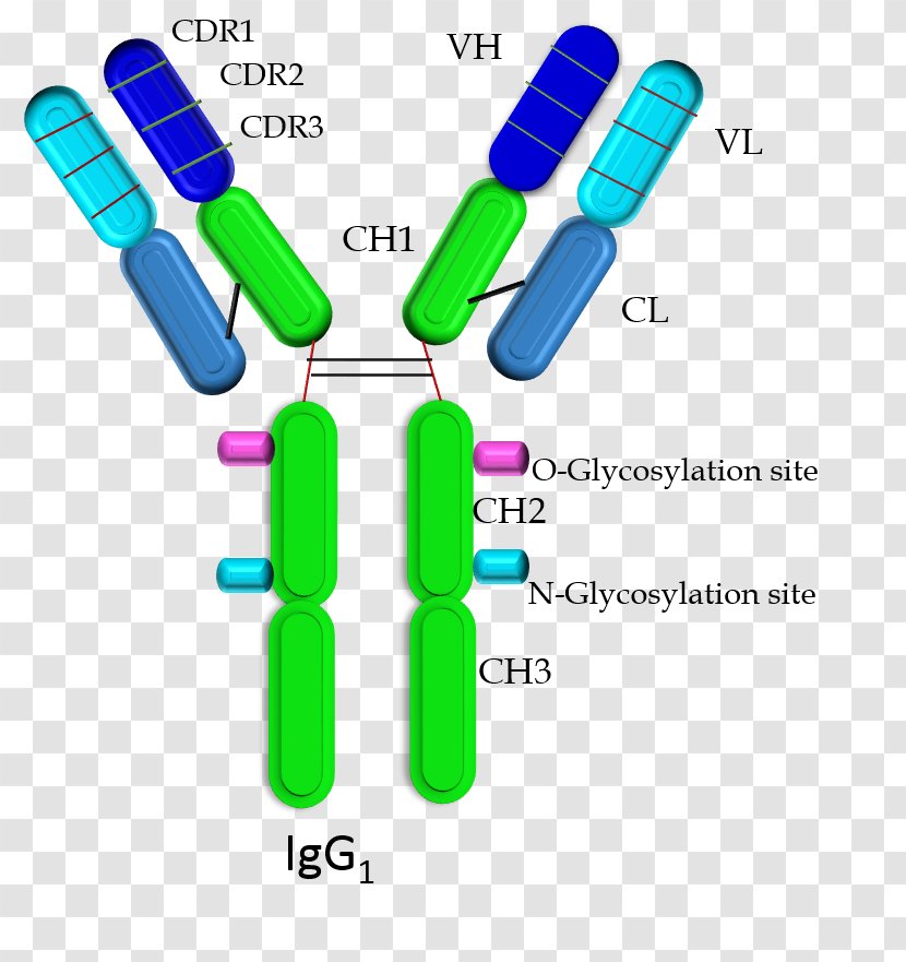 Single-domain Antibody Immunoglobulin G Domain Heavy Chain - Monoclonal Therapy Transparent PNG