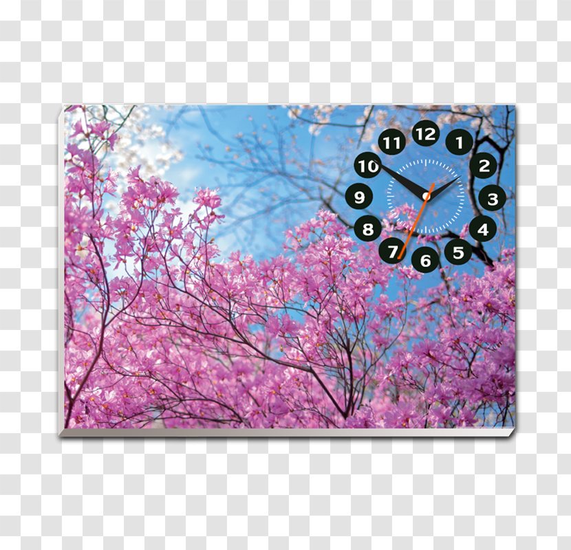 Cherry Blossom Desktop Wallpaper High-definition Television - Highdefinition Video Transparent PNG