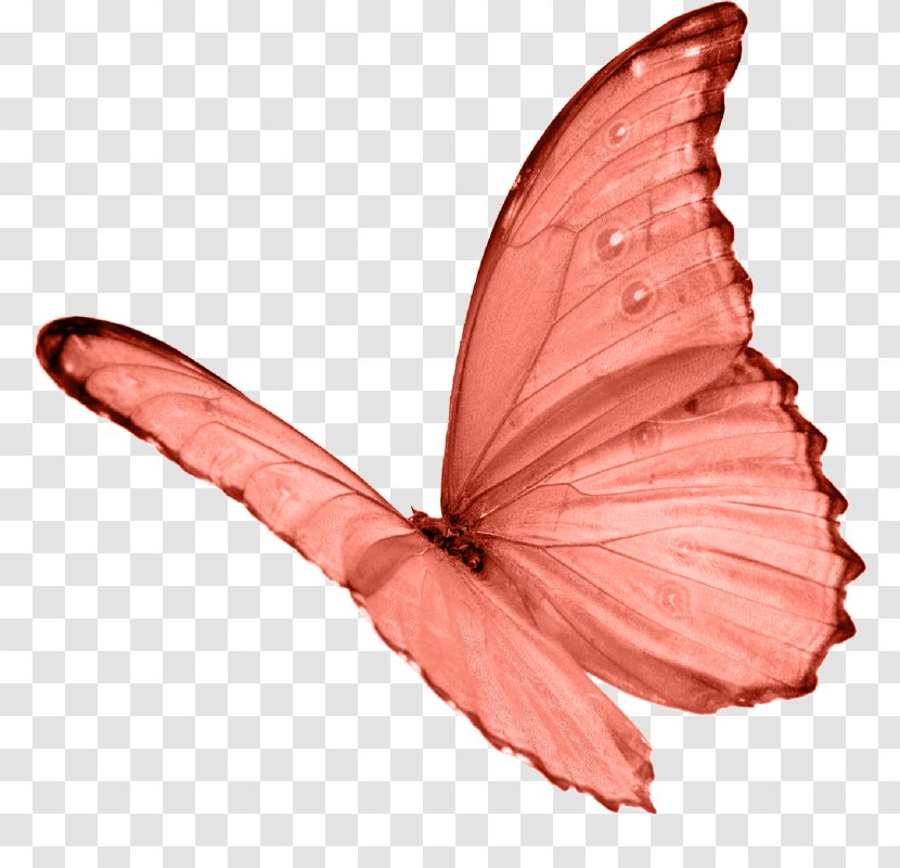 Butterfly Papillon Dog A New Day For Heaven Shadow Mind Under The Sign Of Evil - Vu Transparent PNG