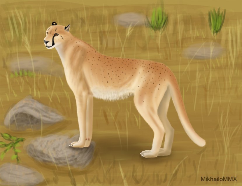 Cougar Felidae King Cheetah Asiatic South African - Lion Transparent PNG