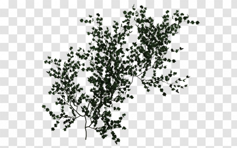 Vine Embryophyta Ivy Desktop Wallpaper - Devil S - Climbing Green Transparent PNG