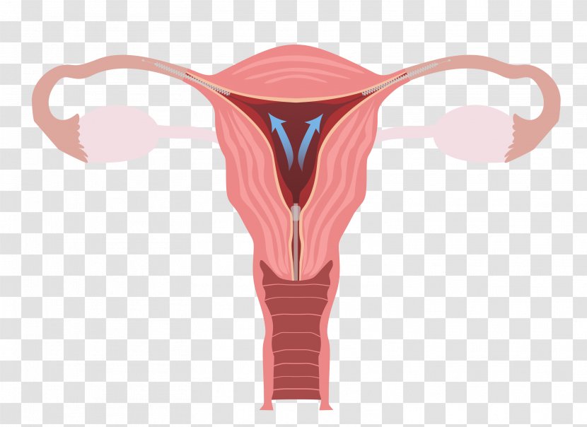 Ovary Female Reproductive System Uterus Fallopian Tube - Flower - Cartoon Transparent PNG
