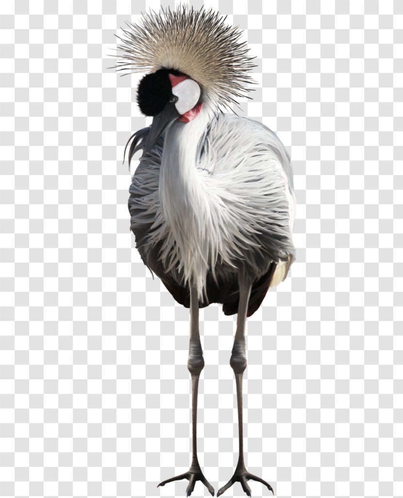 Bird Flamingos Clip Art - Grus Transparent PNG