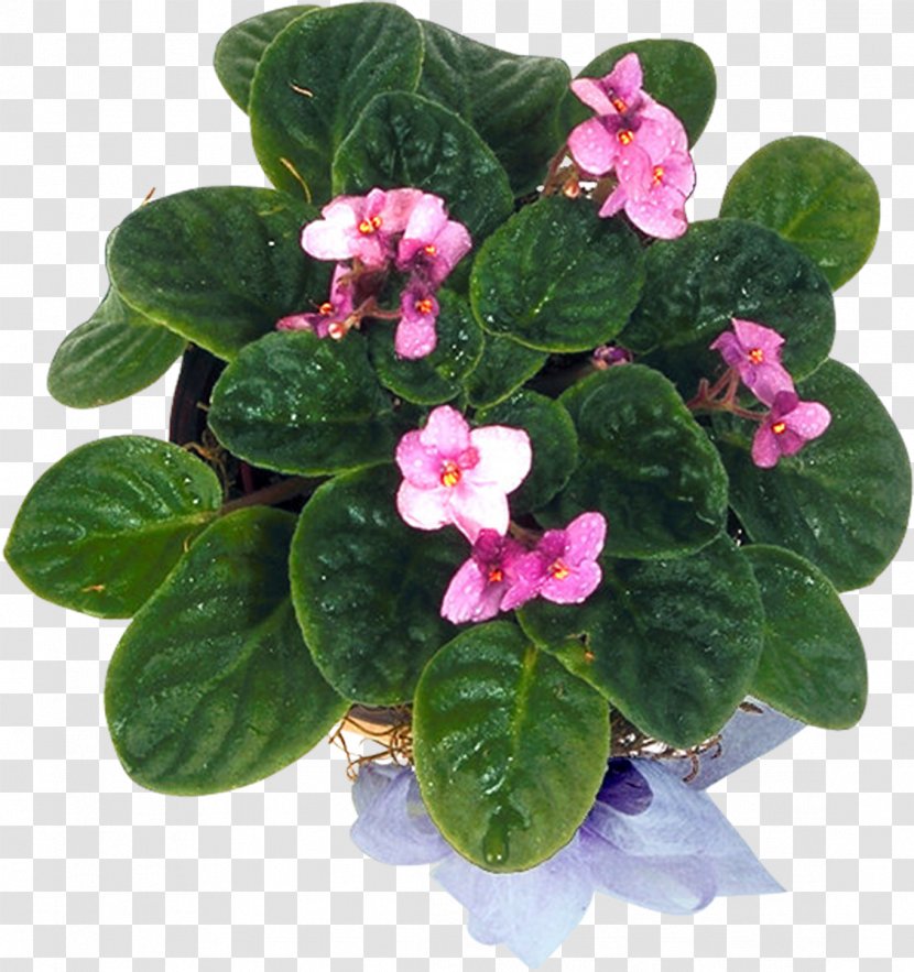 Flowerpot Violet Annual Plant Herbaceous Transparent PNG