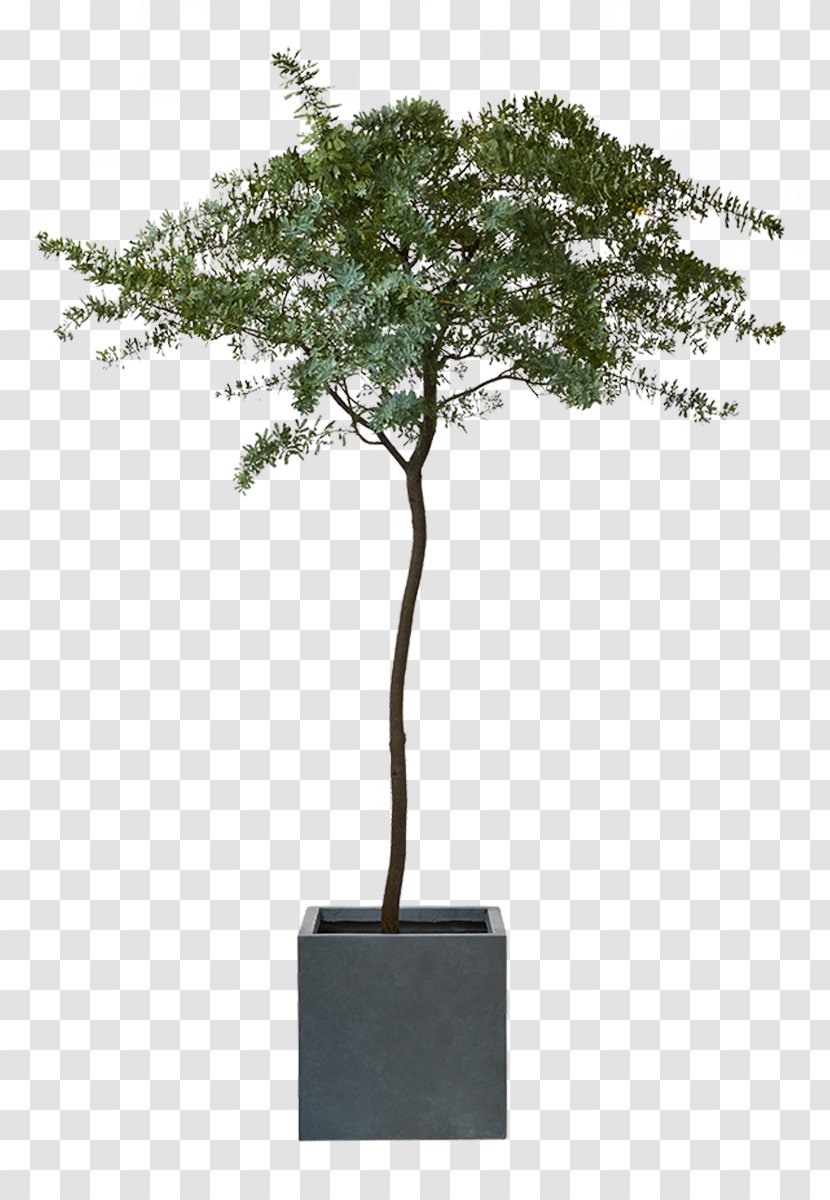 Oleander Houseplant OBI Shrub - Auction Co - Plant Transparent PNG
