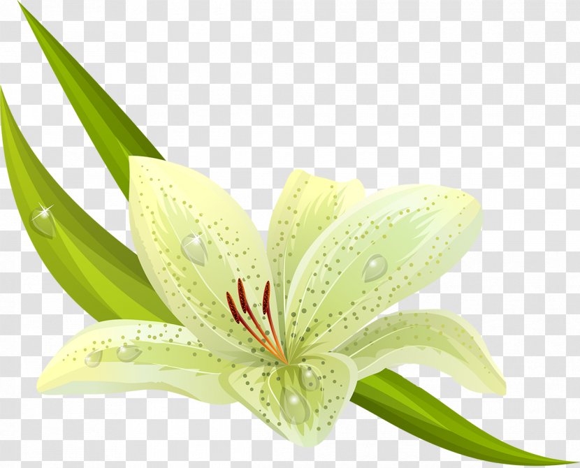 Easter Lily Flower Tiger Clip Art - Chamomile Transparent PNG