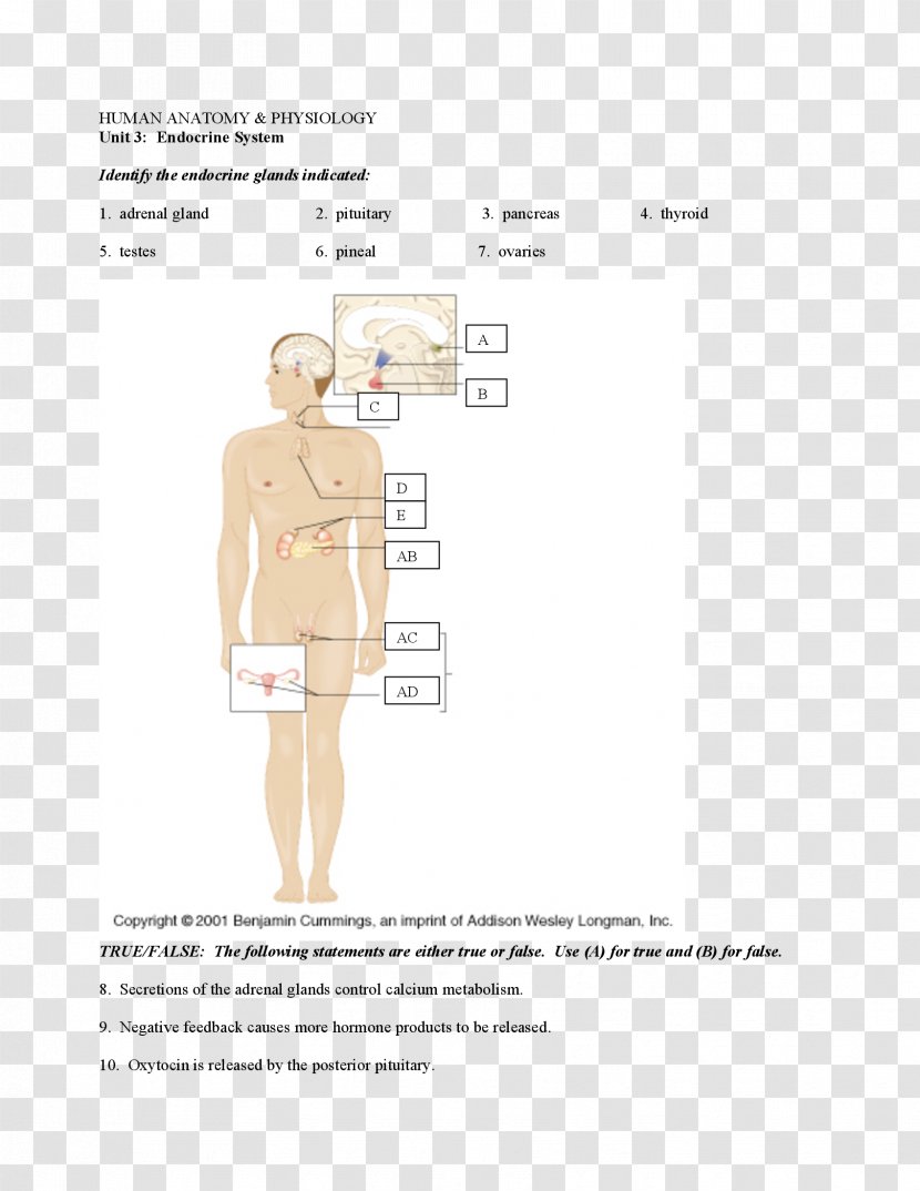 Paper Shoulder Pattern - Homo Sapiens - Endocrine System Transparent PNG