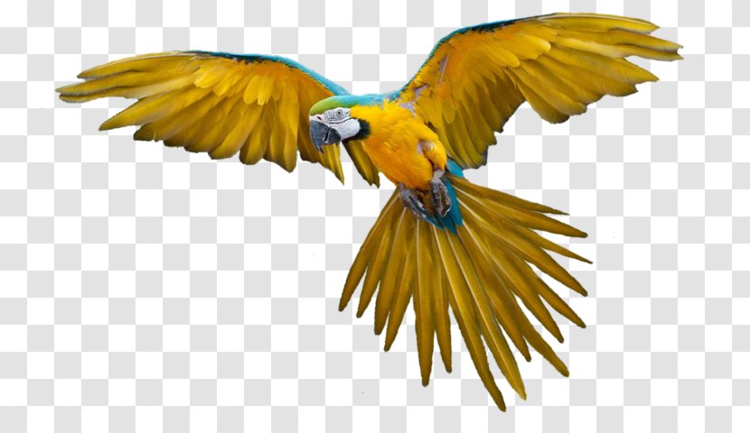 Parrot Bird Flight - Feather Transparent PNG