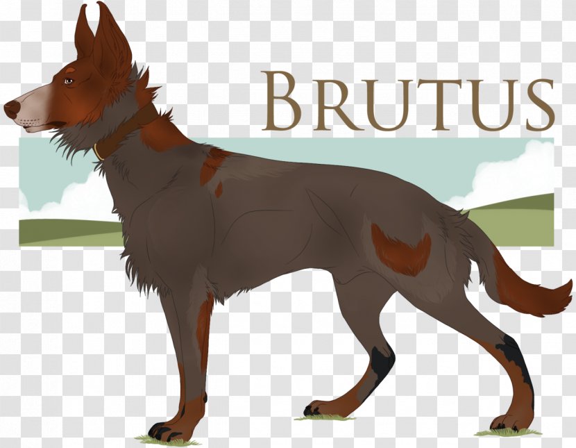 Australian Kelpie Dog Breed Razas Nativas Vulnerables Tail - Carnivoran - BRUTUS Transparent PNG