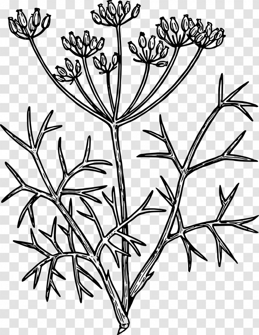 Fennel Drawing Herb Clip Art - Twig - Herbs Transparent PNG