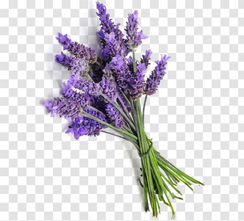 English Lavender French Essential Oil Provence - Lavandula Transparent PNG