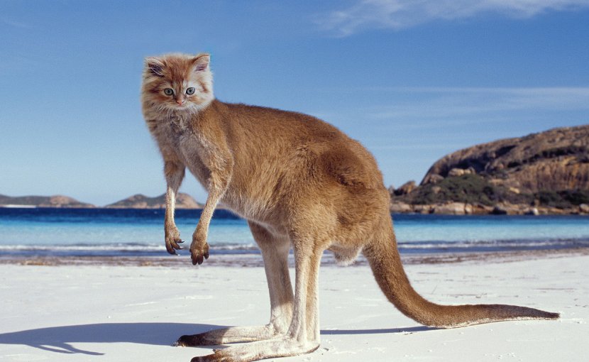 Fauna Of Australia Yorkshire Terrier Koala Macropodidae - Kangaroo Transparent PNG