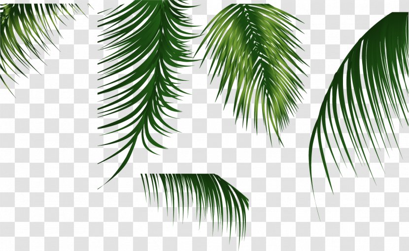 Vector Green Leaves 3 - Coconut - Pine Family Transparent PNG