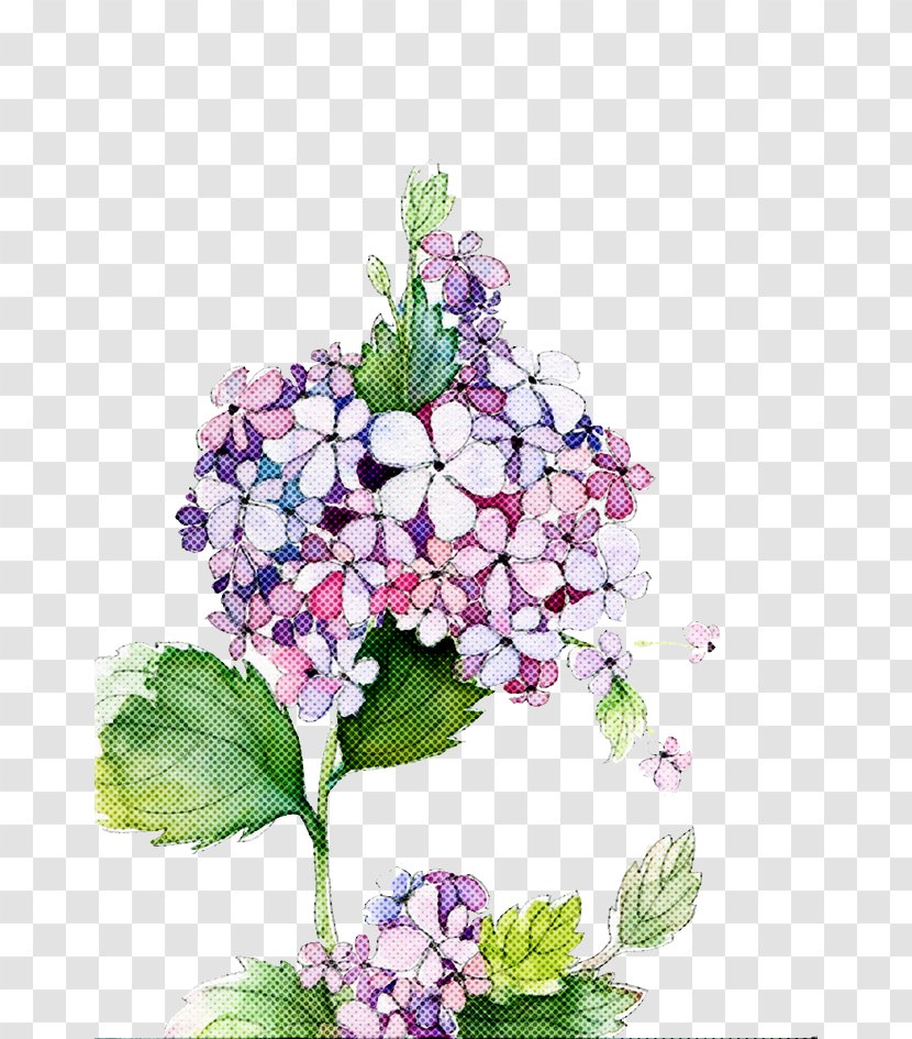 Watercolor Flower Background - Petal - Geranium Lantana Transparent PNG