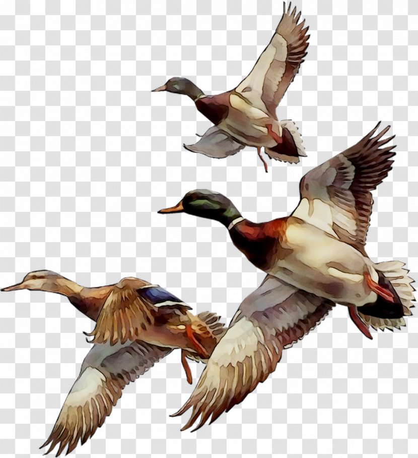 Mallard Bird Duck Goose GIF - American Black - Peafowl Transparent PNG