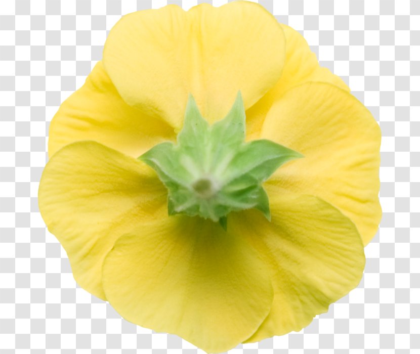 Common Evening-primrose - Eveningprimrose - Yellow Transparent PNG