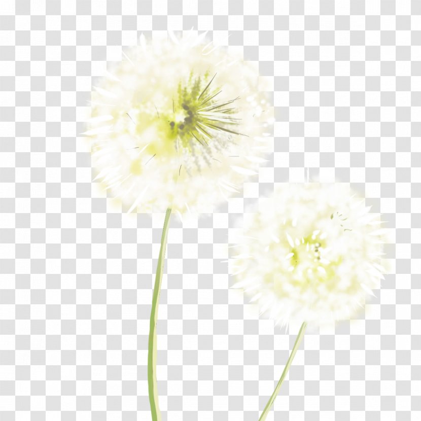 Common Dandelion White Resource Transparent PNG