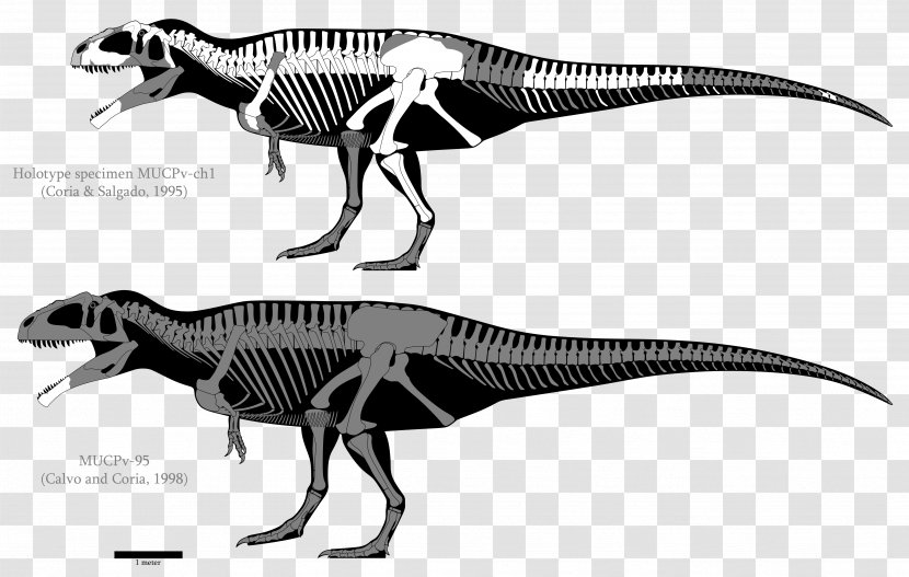 Carcharodontosaurus Giganotosaurus Mapusaurus Tyrannosaurus Yangchuanosaurus - Carcharodontosauridae - Blue Skull Transparent PNG