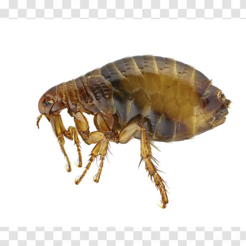 Insect Human Flea Pest Dog Transparent PNG