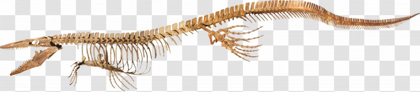 Tylosaurus Late Cretaceous Kronosaurus Mosasaurs Woolungasaurus Glendowerensis - Animal Figure - Dinosaur Transparent PNG
