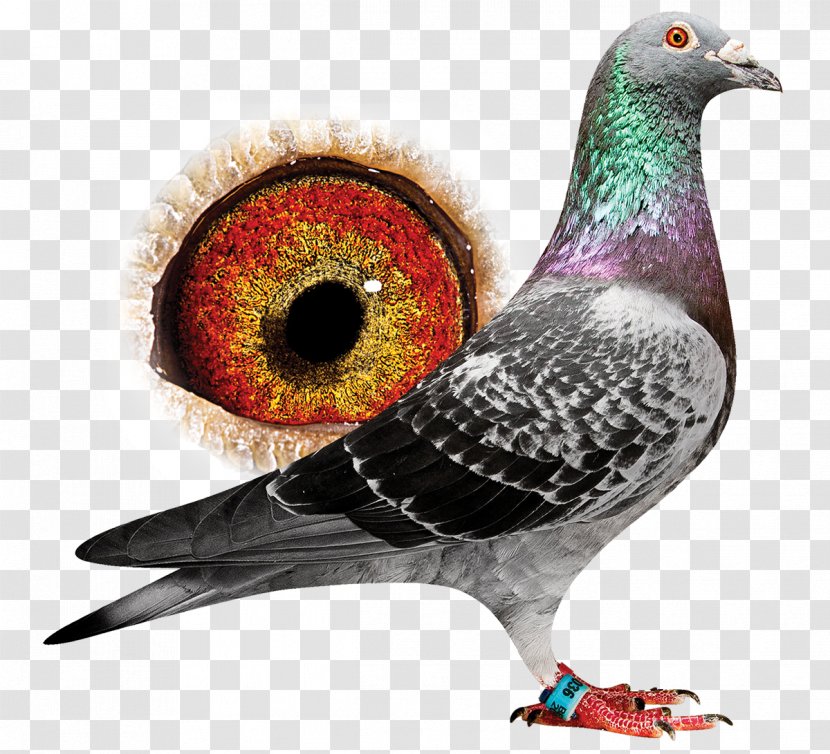 Red Star - Feather - Stock Dove Rock Transparent PNG
