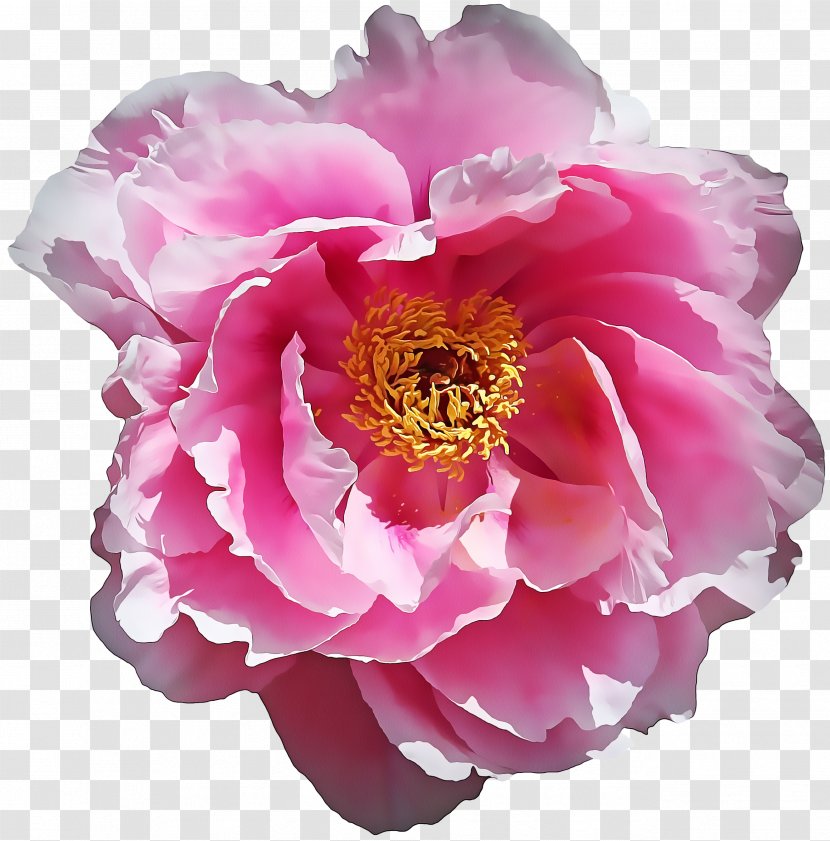 Rose - Cut Flowers - Chinese Peony Family Transparent PNG