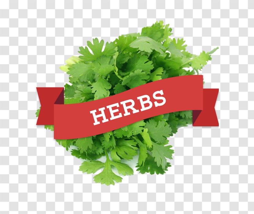 Ghormeh Sabzi Dal Sambar Collins English Dictionary Coriander - Superfood - Herbes Transparent PNG